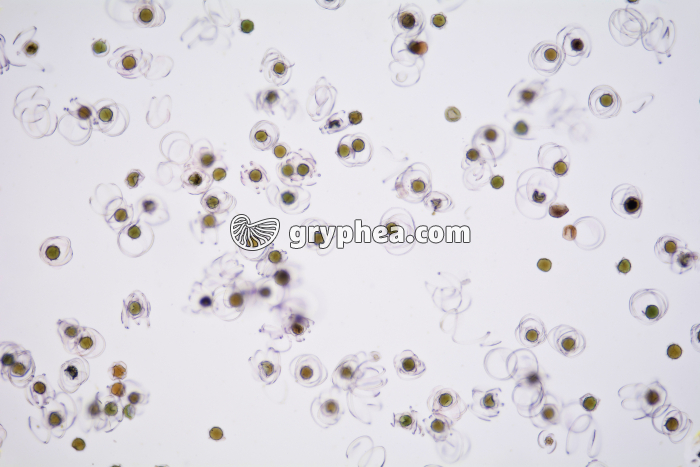 Prêle - Spores avec élatères x40 - gryphea.com